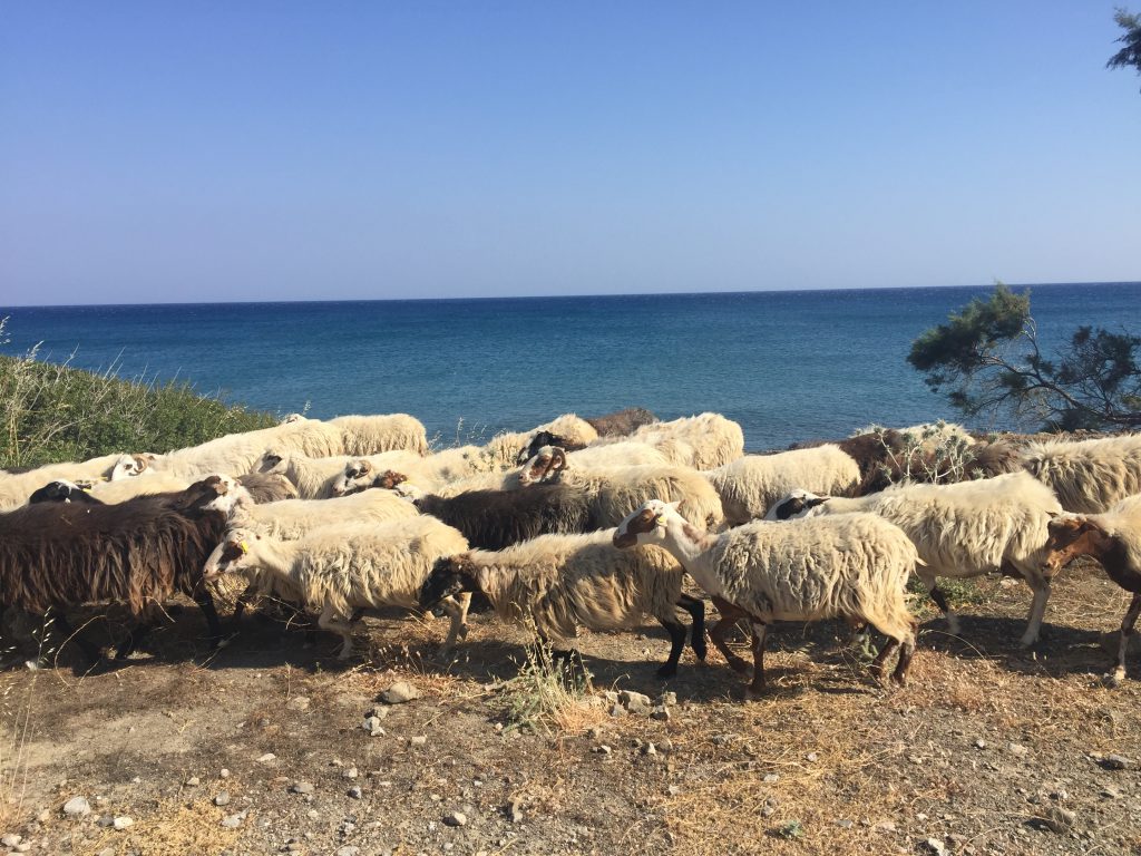 Schafe am Strand 